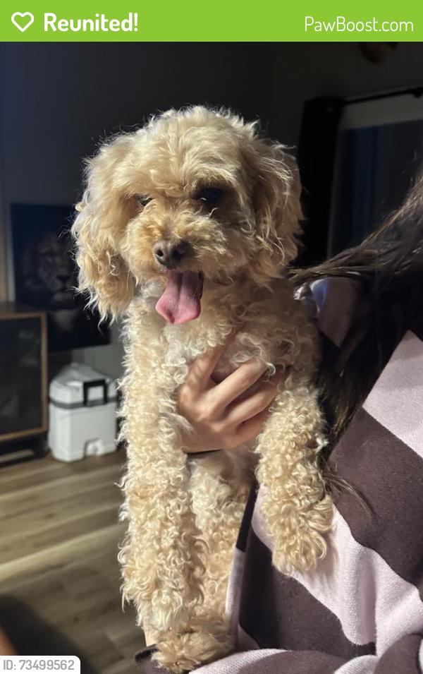 Reunited Male Dog last seen Jordan Narron Rd, Selma, NC, Johnston County, NC 27527