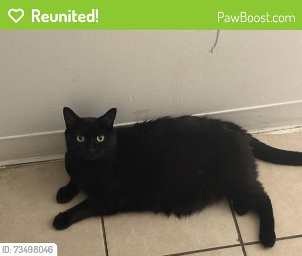 Reunited Female Cat last seen Near Garella Rd, Bethel, CT 06801, Bethel, CT 06801