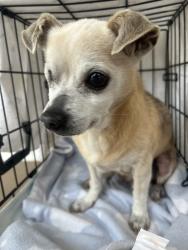 Found/Stray Male Dog last seen Springview dr and telegraph or imperial, Whittier, CA 90604