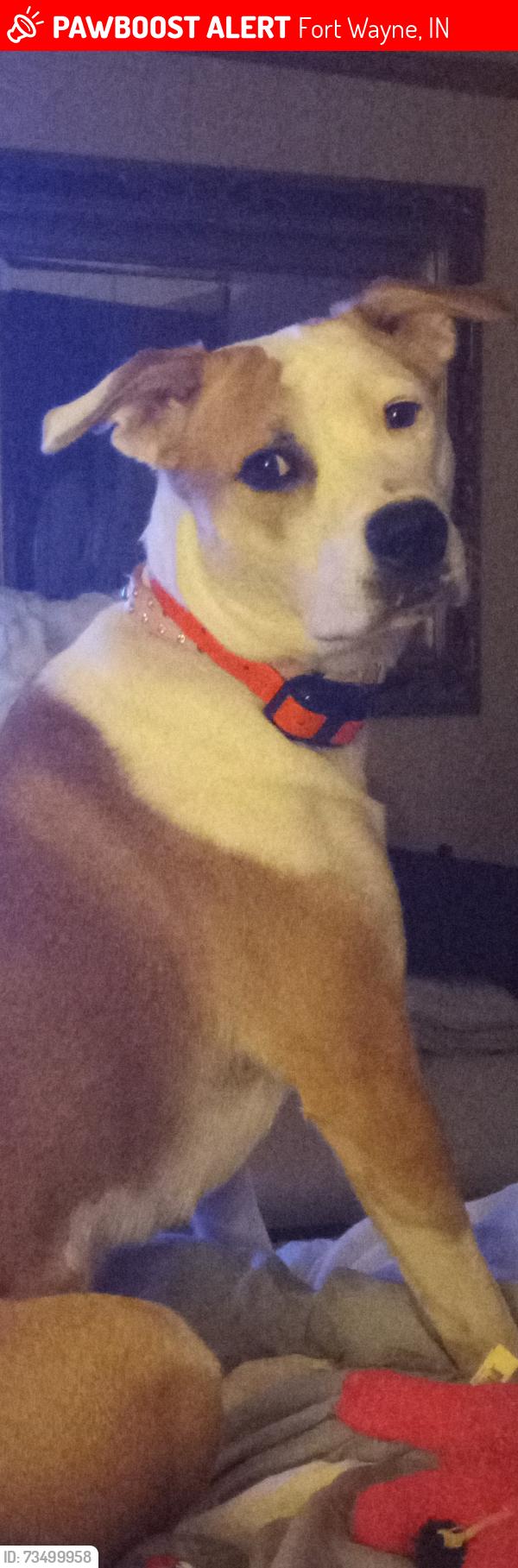 Lost Female Dog last seen Coree dr and lima rd, Fort Wayne, IN 46825