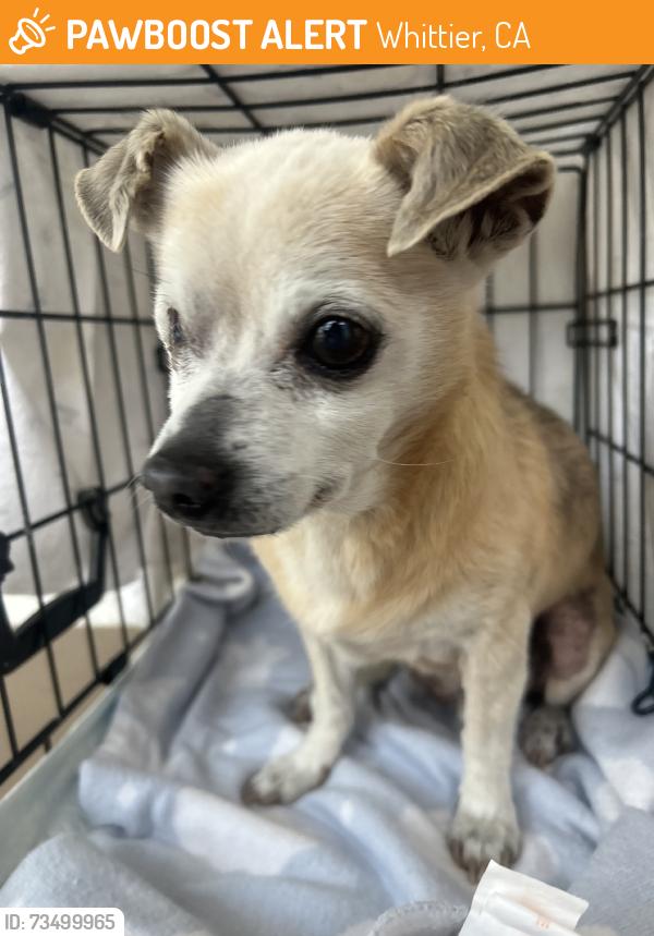 Found/Stray Male Dog last seen Springview dr and telegraph or imperial, Whittier, CA 90604