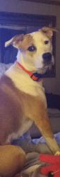 Lost Female Dog last seen Coree dr and lima rd, Fort Wayne, IN 46825