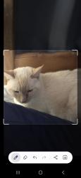 Reunited Female Cat last seen Butterfield and rest haven rd, Butterfield Rd, IL 60189