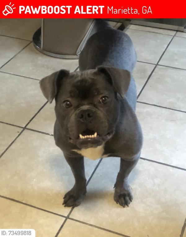 Lost Female Dog last seen Austell Rd/South Cobb Dr, Marietta, GA 30008