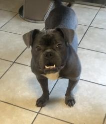 Lost Female Dog last seen Austell Rd/South Cobb Dr, Marietta, GA 30008