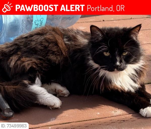 Lost Male Cat last seen Holgate, Portland, OR 97266