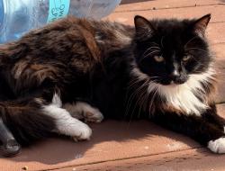 Lost Male Cat last seen Holgate, Portland, OR 97266