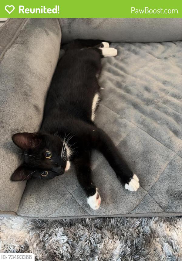 Reunited Unknown Cat last seen UWharrie St/Old Farmer Rd, Asheboro, NC 27203