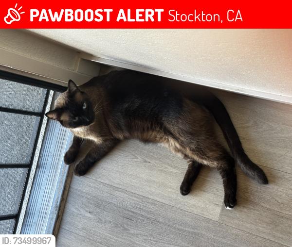Lost Male Cat last seen In-Shape Bianchi Rd, Stockton, CA 95207
