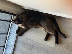 Lost Male Cat last seen In-Shape Bianchi Rd, Stockton, CA 95207