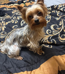 Lost Female Dog last seen Near western, Chicago, IL 60629