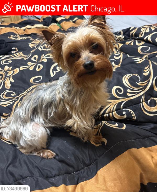 Lost Female Dog last seen Near western, Chicago, IL 60629