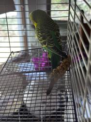 Found/Stray Unknown Bird last seen MIssissippi and Buckley, Aurora, CO 80017