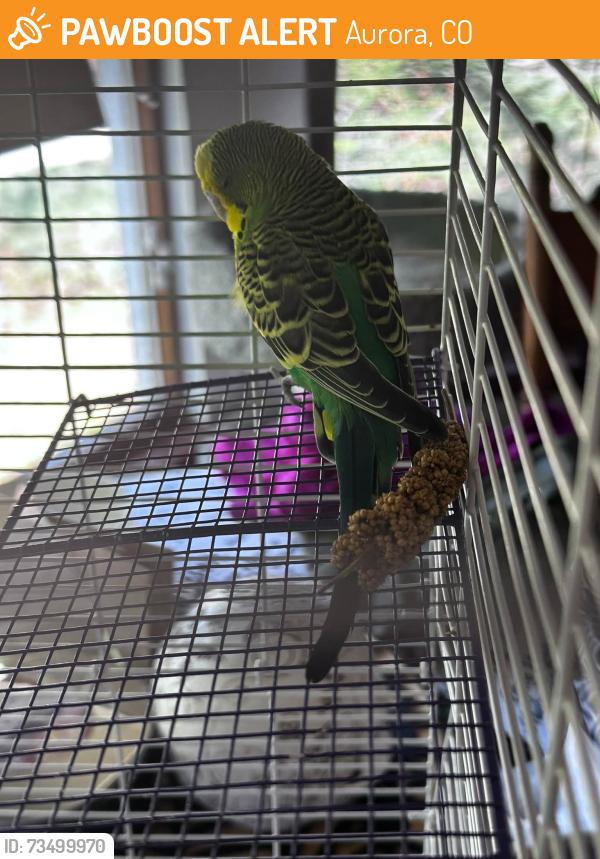 Found/Stray Unknown Bird last seen MIssissippi and Buckley, Aurora, CO 80017