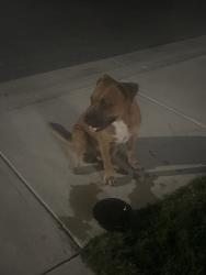 Found/Stray Male Dog last seen Magnolia village, San Antonio, TX 78252