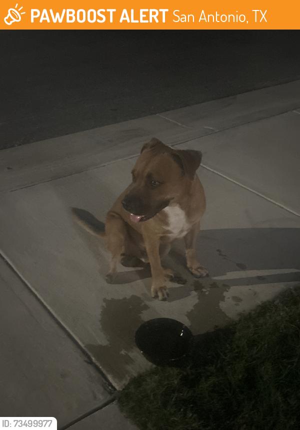 Found/Stray Male Dog last seen Magnolia village, San Antonio, TX 78252
