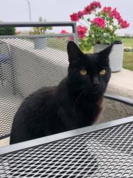 Lost Male Cat last seen Monarch Hills Neighborhood, Laguna Niguel, CA 92677