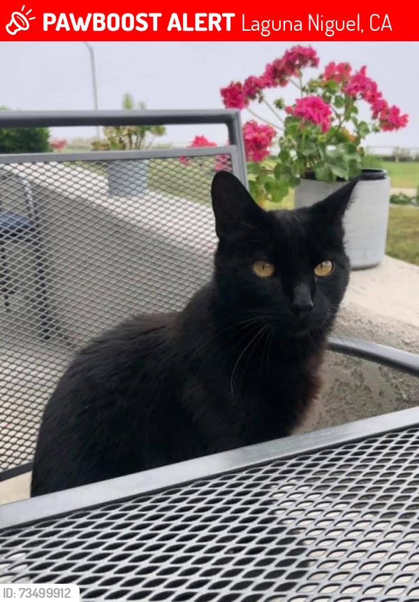 Lost Male Cat last seen Monarch Hills Neighborhood, Laguna Niguel, CA 92677