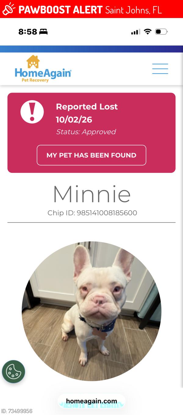 Lost Female Dog last seen Picked up in saint johns, stolen in Jax from sisters home, possibly hidden unlawful adoption in St Augustine and unlawful visit at shoreline vet, Saint Johns, FL 32259