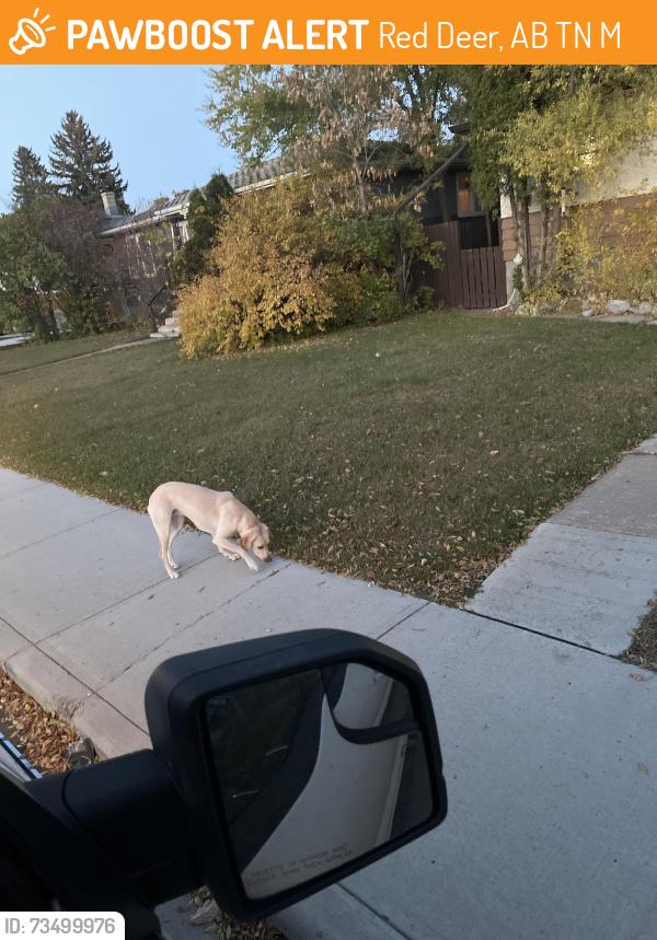 Found/Stray Unknown Dog last seen Near 46th Street, Red Deer, AB T4N 1M3