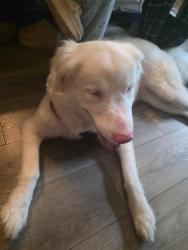 Found/Stray Female Dog last seen 23rd and Nutmeg Ave, Niceville, FL 32578