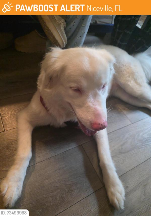 Found/Stray Female Dog last seen 23rd and Nutmeg Ave, Niceville, FL 32578