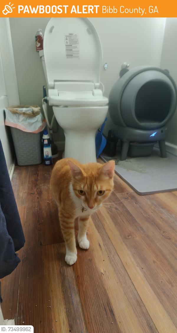 Found/Stray Male Cat last seen Linstead Dr, Bibb County, GA 31216