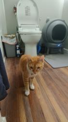 Found/Stray Male Cat last seen Linstead Dr, Bibb County, GA 31216