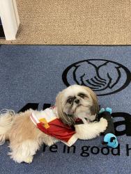Reunited Male Dog last seen By Beaches dermatology on IGP, St. Augustine, FL 32095