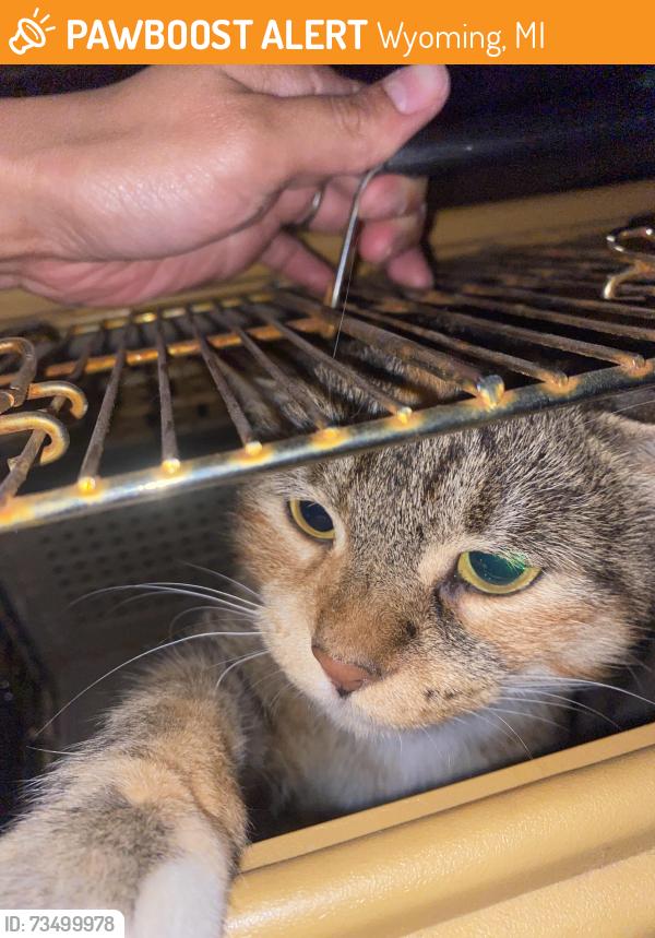 Found/Stray Unknown Cat last seen Pinery park, Wyoming, MI 49509