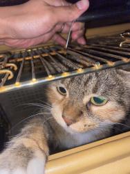Found/Stray Unknown Cat last seen Pinery park, Wyoming, MI 49509