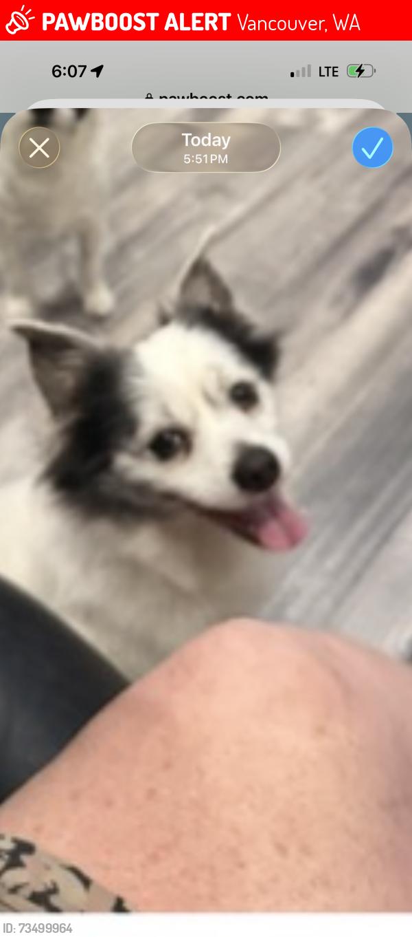Lost Male Dog last seen Northeast 50th Avenue, Vancouver, Wa, Usa, Vancouver, WA 98661