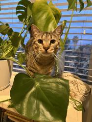 Lost Male Cat last seen Tiffany Way, Chula Vista, CA 91910
