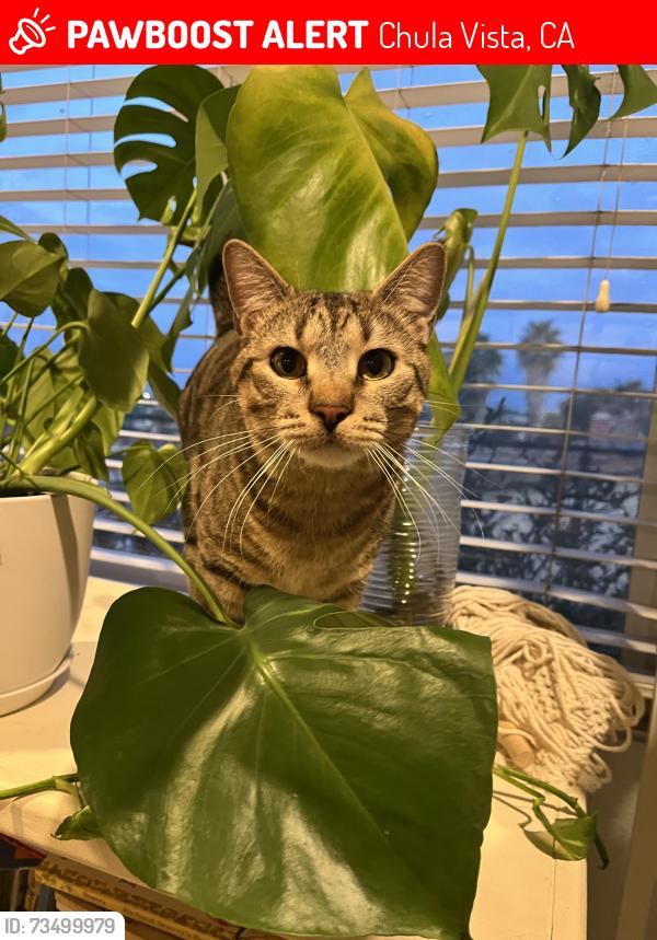 Lost Male Cat last seen Tiffany Way, Chula Vista, CA 91910