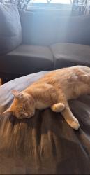 Lost Male Cat last seen Bayless / Atkins area, Lubbock, TX 79412
