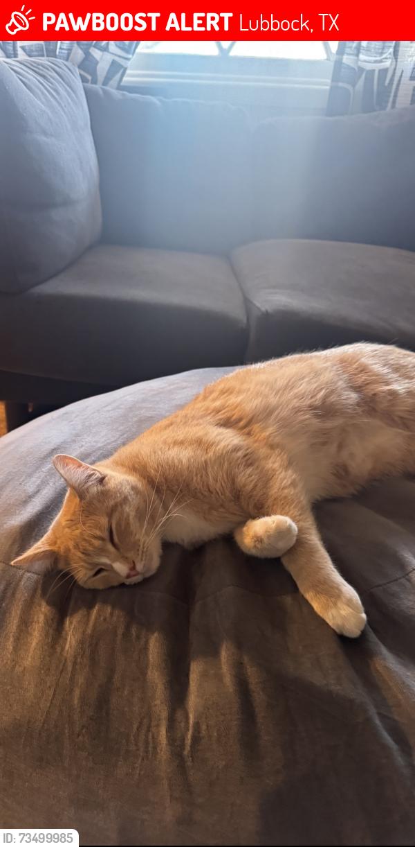 Lost Male Cat last seen Bayless / Atkins area, Lubbock, TX 79412