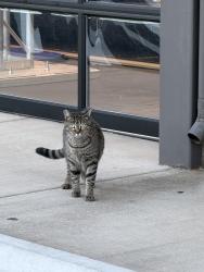 Found/Stray Unknown Cat last seen Parking lot of retail center on fairgrounds rd near 17th st, Salem, OR 97301