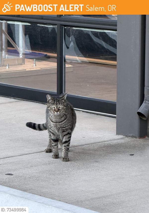 Found/Stray Unknown Cat last seen Parking lot of retail center on fairgrounds rd near 17th st, Salem, OR 97301