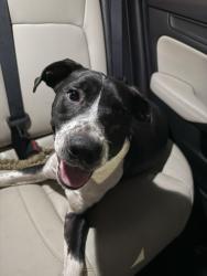 Found/Stray Male Dog last seen Fairway Dr SW & South Lee Hwy - on Hwy in front of The Rebel, Cleveland, TN 37311