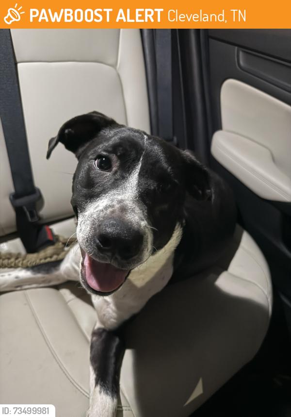 Found/Stray Male Dog last seen Fairway Dr SW & South Lee Hwy - on Hwy in front of The Rebel, Cleveland, TN 37311