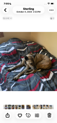 Lost Female Dog last seen river road and 250th, Saint Croix Falls, WI 54024