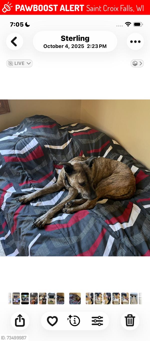Lost Female Dog last seen river road and 250th, Saint Croix Falls, WI 54024
