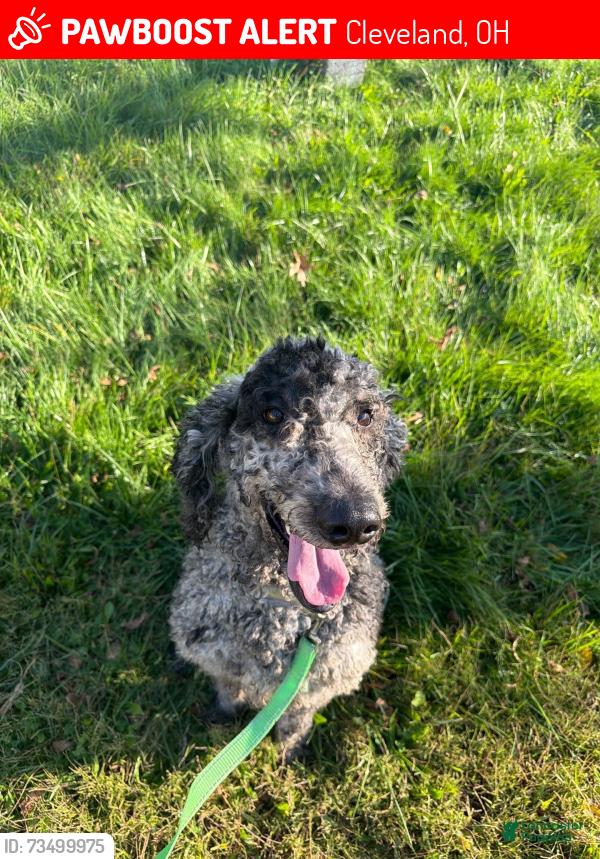 Lost Male Dog last seen Terrace rd, Cleveland, OH 44112