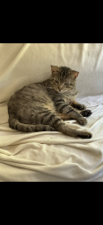 Lost Male Cat last seen Fm 1486 at Johnson rd, Montgomery, TX 77356