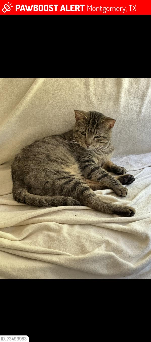 Lost Male Cat last seen Fm 1486 at Johnson rd, Montgomery, TX 77356