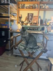 Lost Male Cat last seen Ditmar rd, Austin, TX 78745