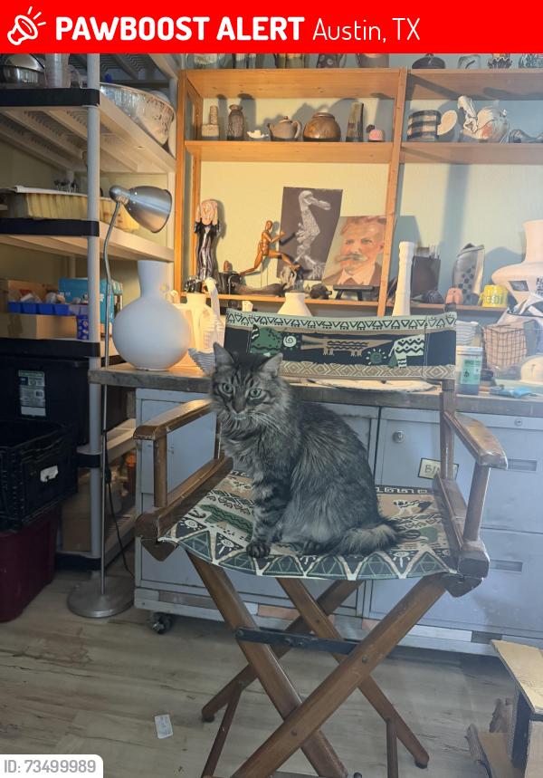 Lost Male Cat last seen Ditmar rd, Austin, TX 78745