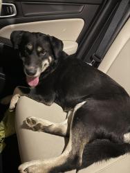 Found/Stray Female Dog last seen Fairway Dr SW & South Lee Hwy - in the Hwy in front of The Rebel, Cleveland, TN 37311