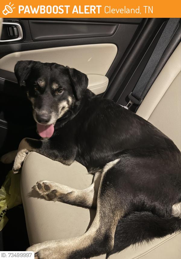 Found/Stray Female Dog last seen Fairway Dr SW & South Lee Hwy - in the Hwy in front of The Rebel, Cleveland, TN 37311
