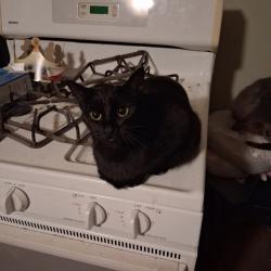 Lost Female Cat last seen Country Court ests by the office, Fort Wayne, IN 46816